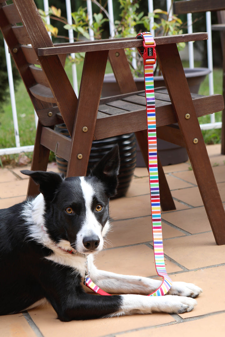 'Clip It' Neoprene Dog Leash
