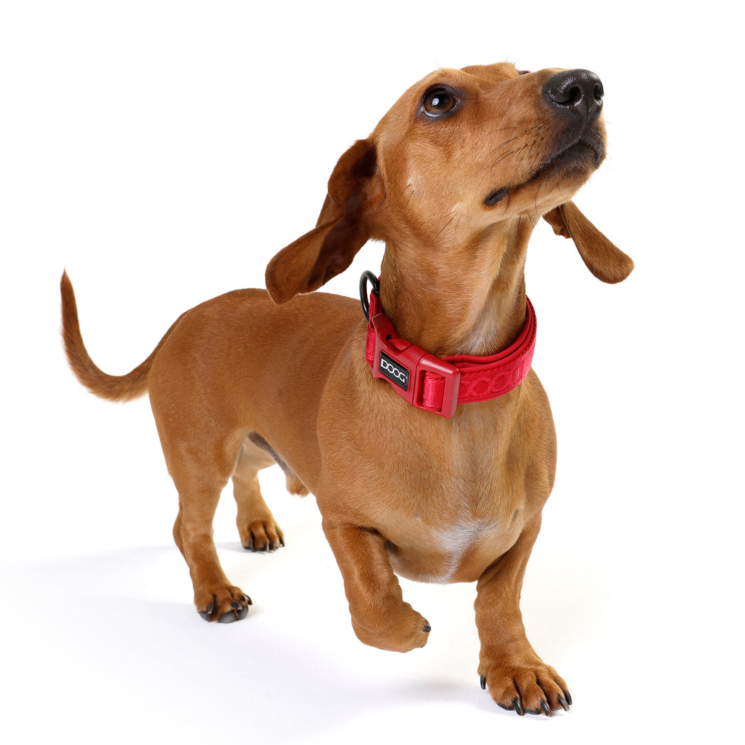Neosport Neoprene Dog Collar