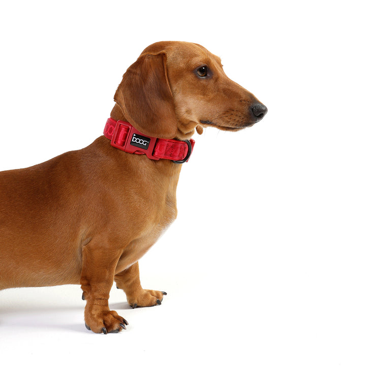 Neosport Neoprene Dog Collar