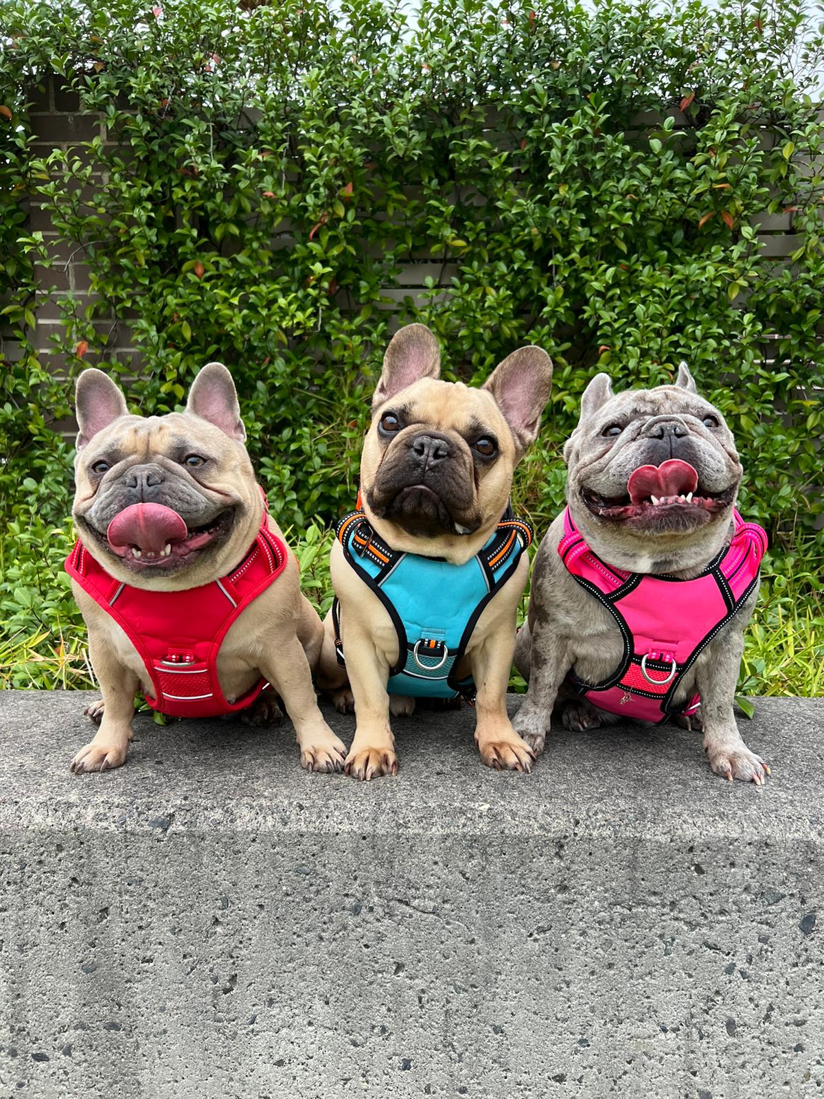 Neotech Harness – DOOGUSA