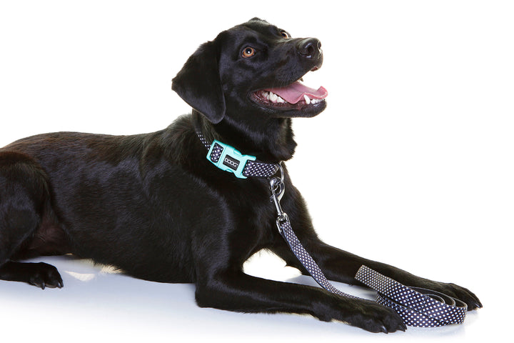 Neoprene Dog Collar