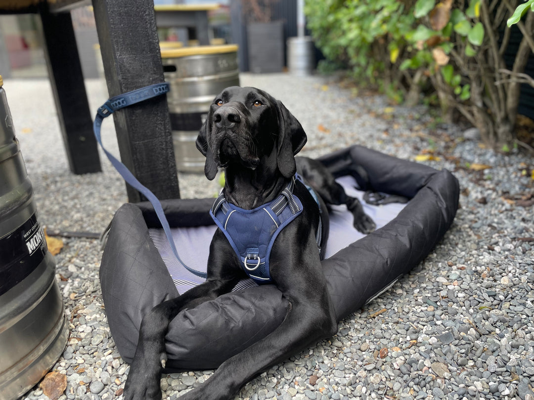 Neosport Neoprene Dog Leash