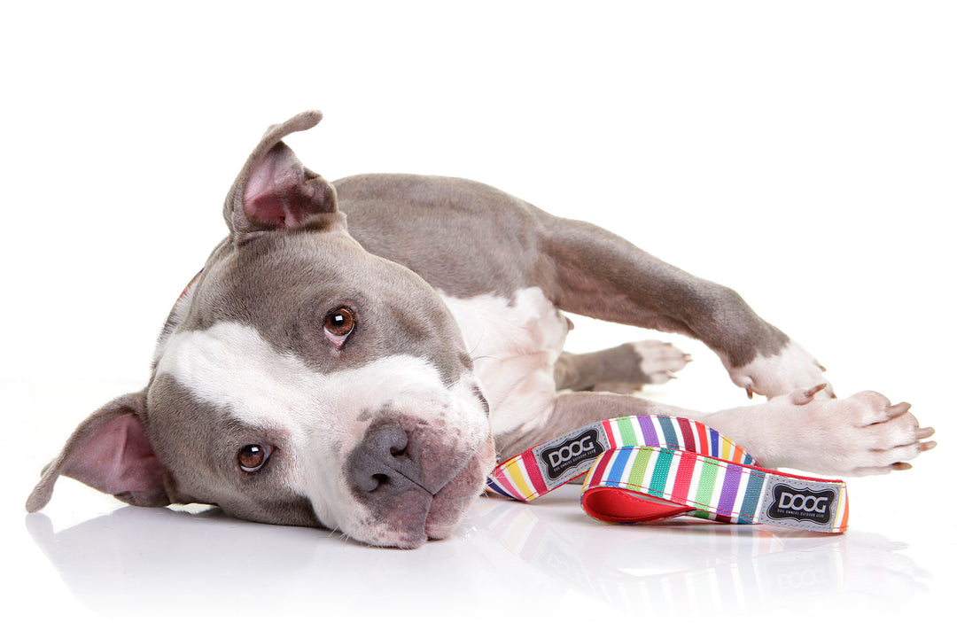 Neoprene Dog Leash
