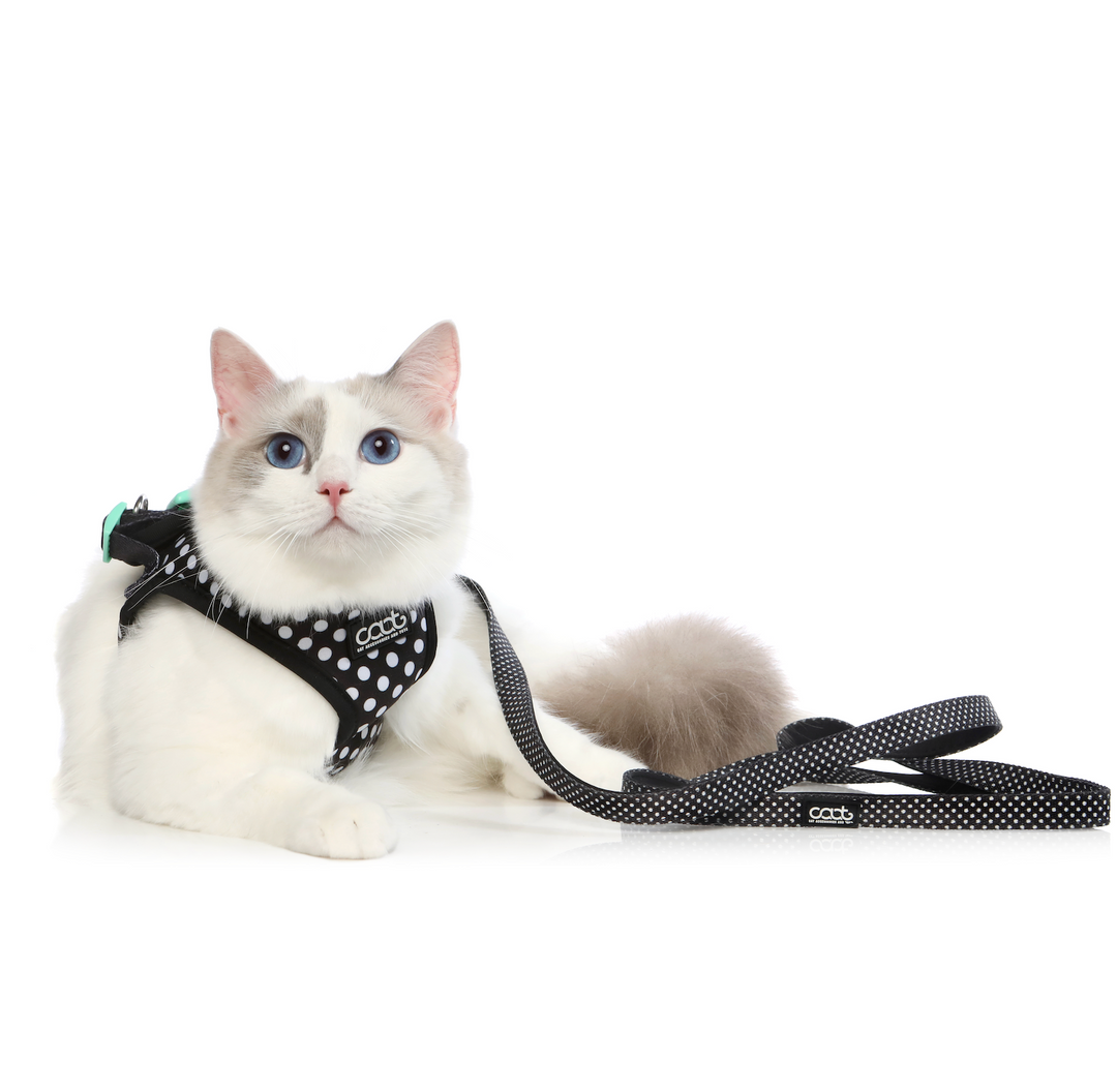 CAAT Cat Harness & Leash Combo