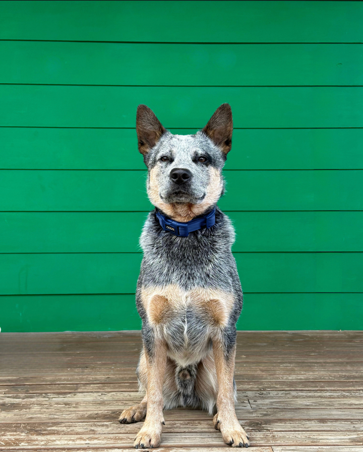 Neosport Neoprene Dog Collar