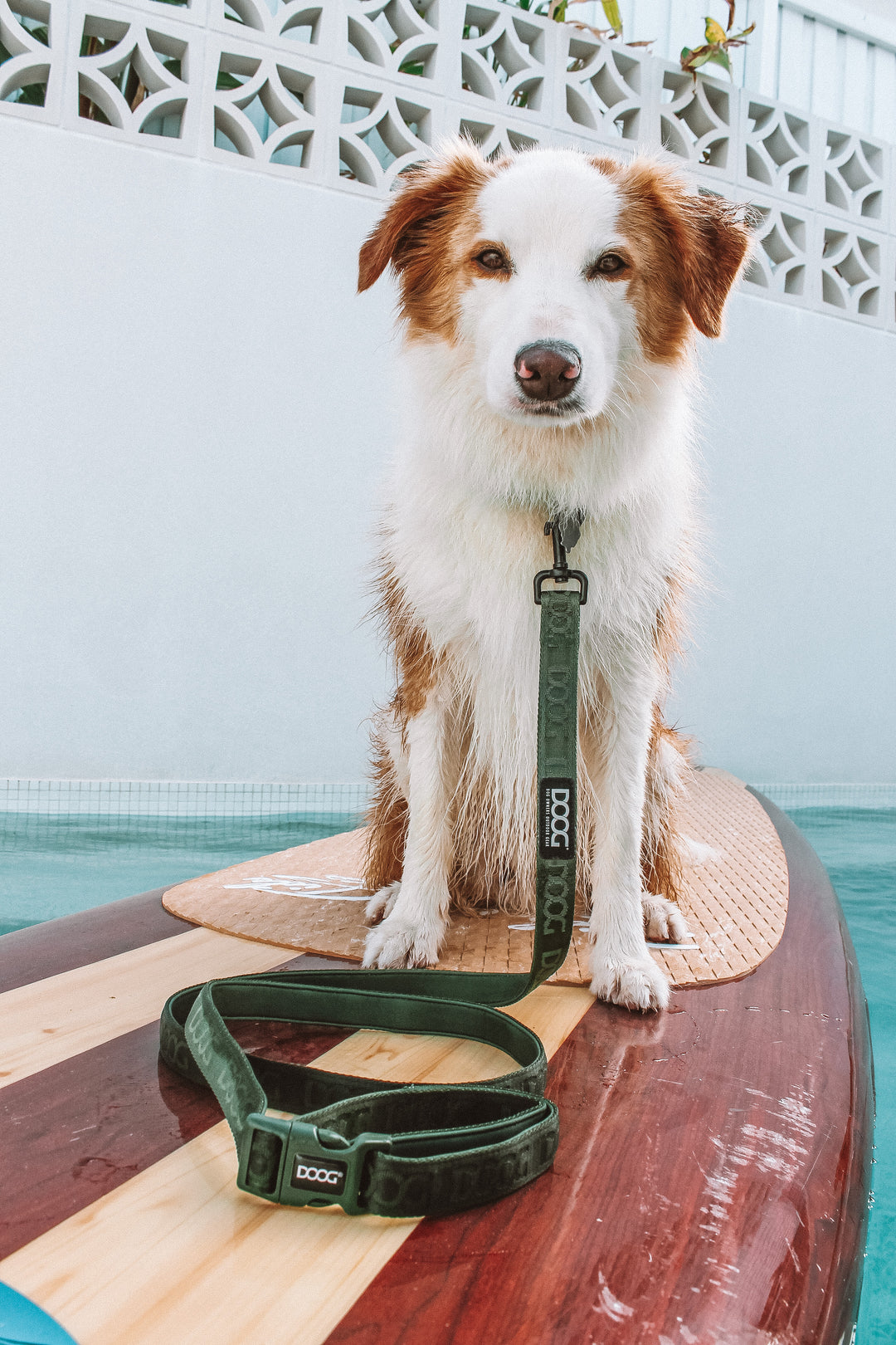 Neosport Neoprene Dog Leash