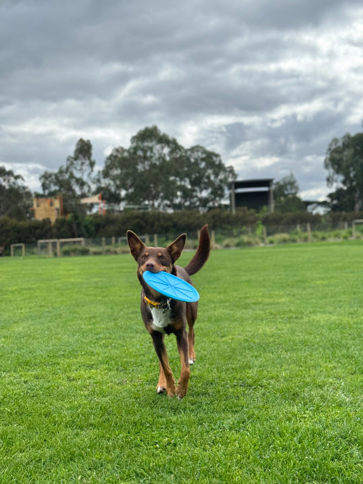 The Fetchables - Fetch A Disc