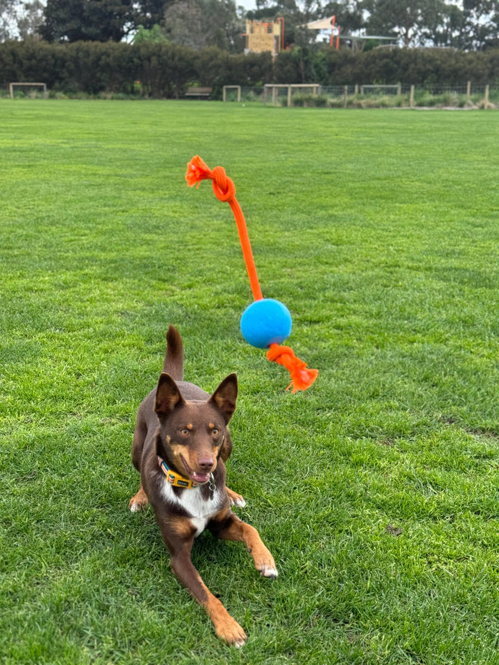Fetchables - Fetch-N-Tug Ball & Rope