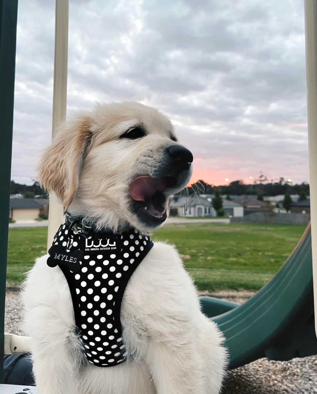 Neoflex Soft Harness