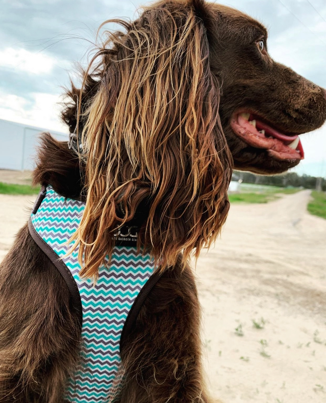 Neoflex Soft Harness