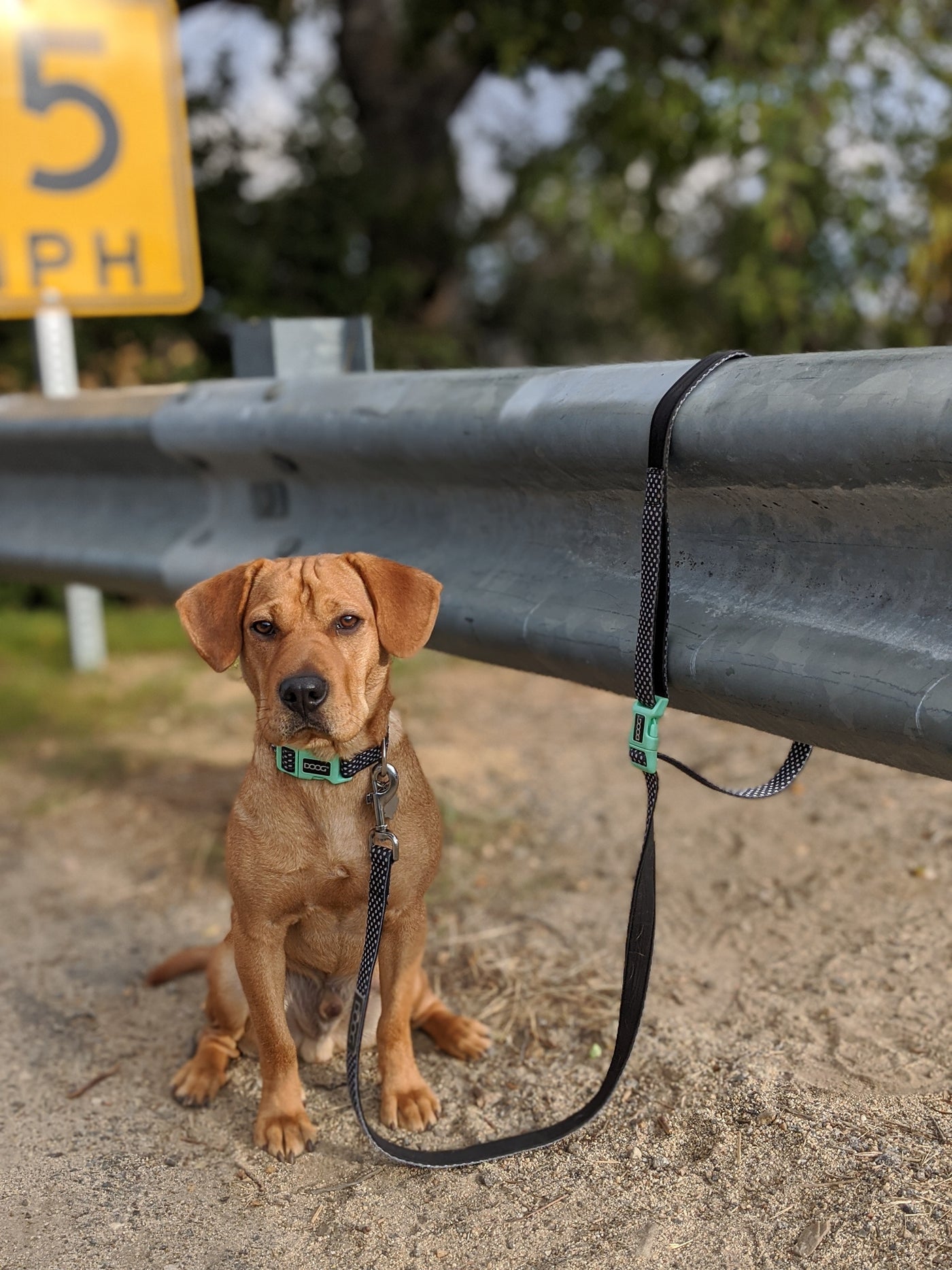 'Clip It' Neoprene Dog Leash - GROMIT