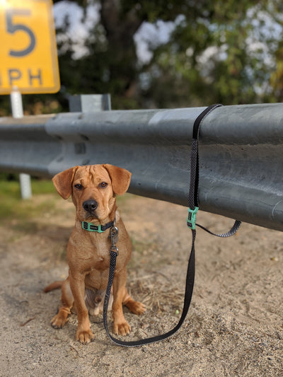 'Clip It' Neoprene Dog Leash - GROMIT