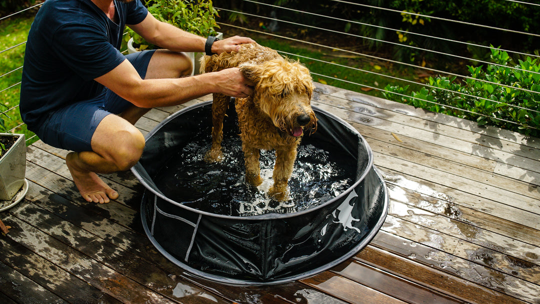 Pop-Up Dog Pool