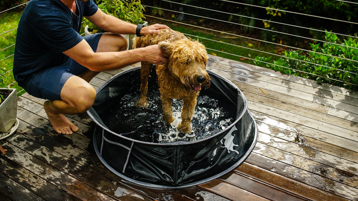 Pop-Up Dog Pool