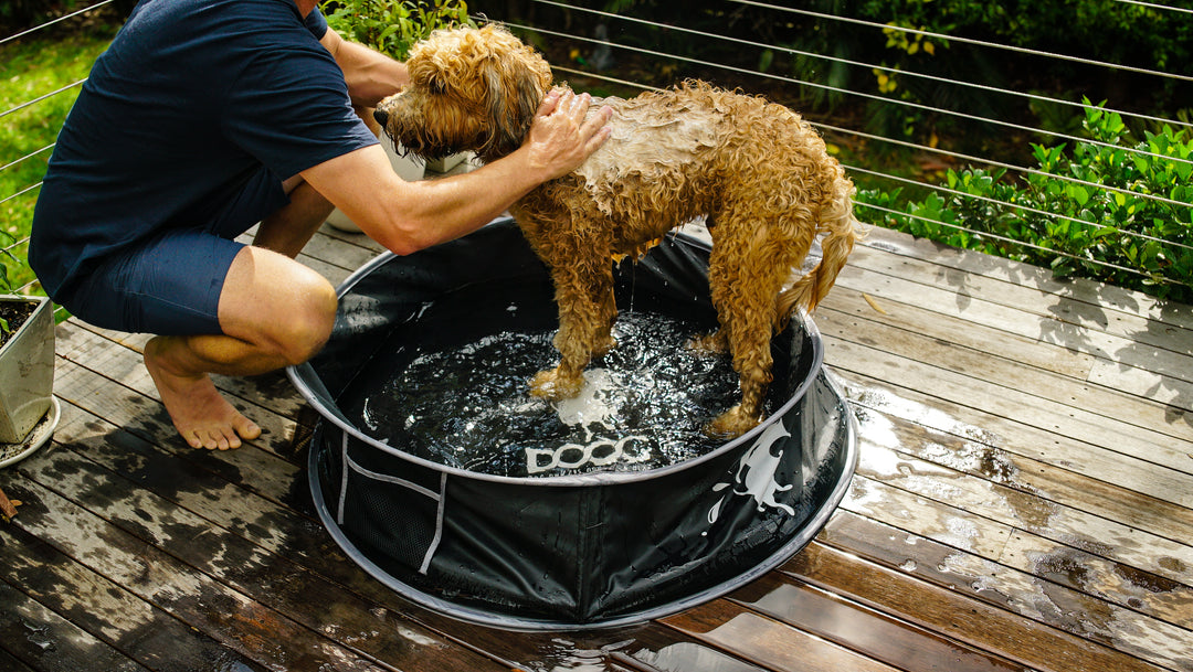 Pop-Up Dog Pool