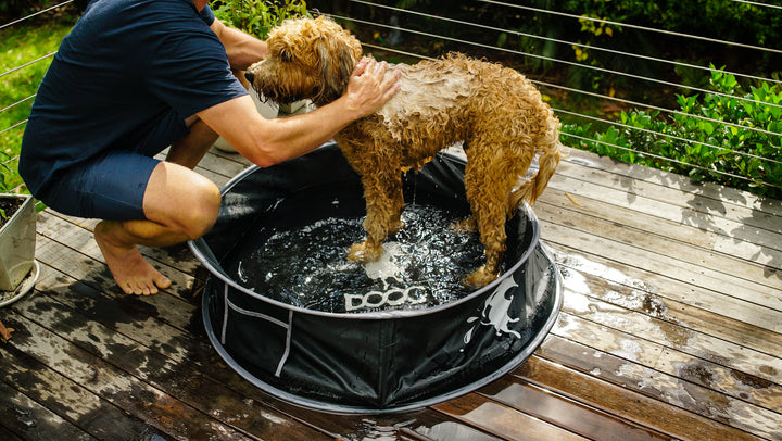 Pop-Up Dog Pool