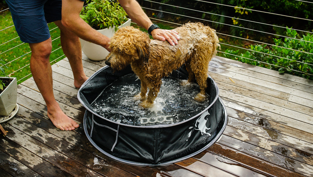 Pop-Up Dog Pool