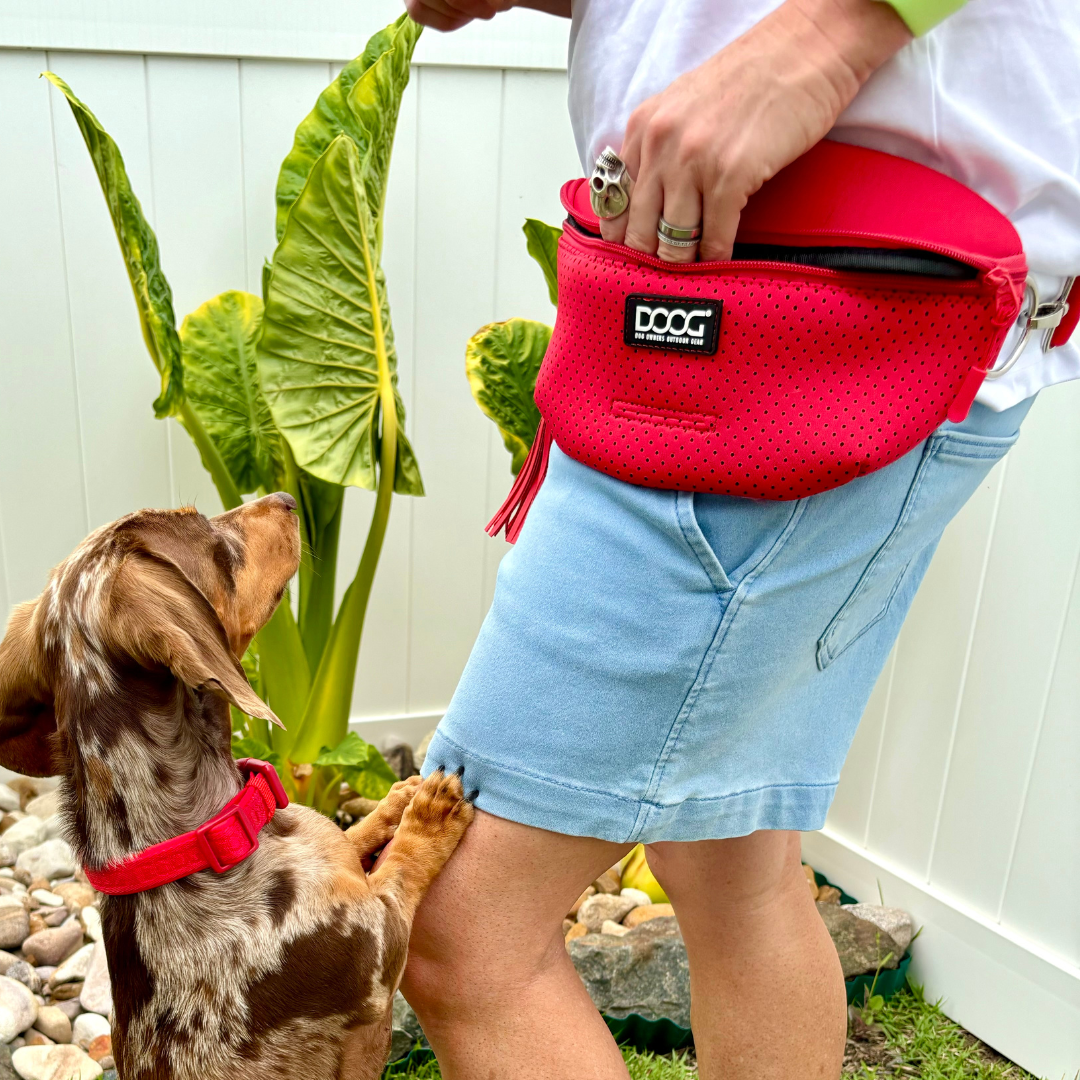 Neosport Neoprene Dog Collar - Red