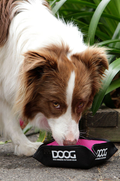 DOOG Portable Foldable Water/Bowl