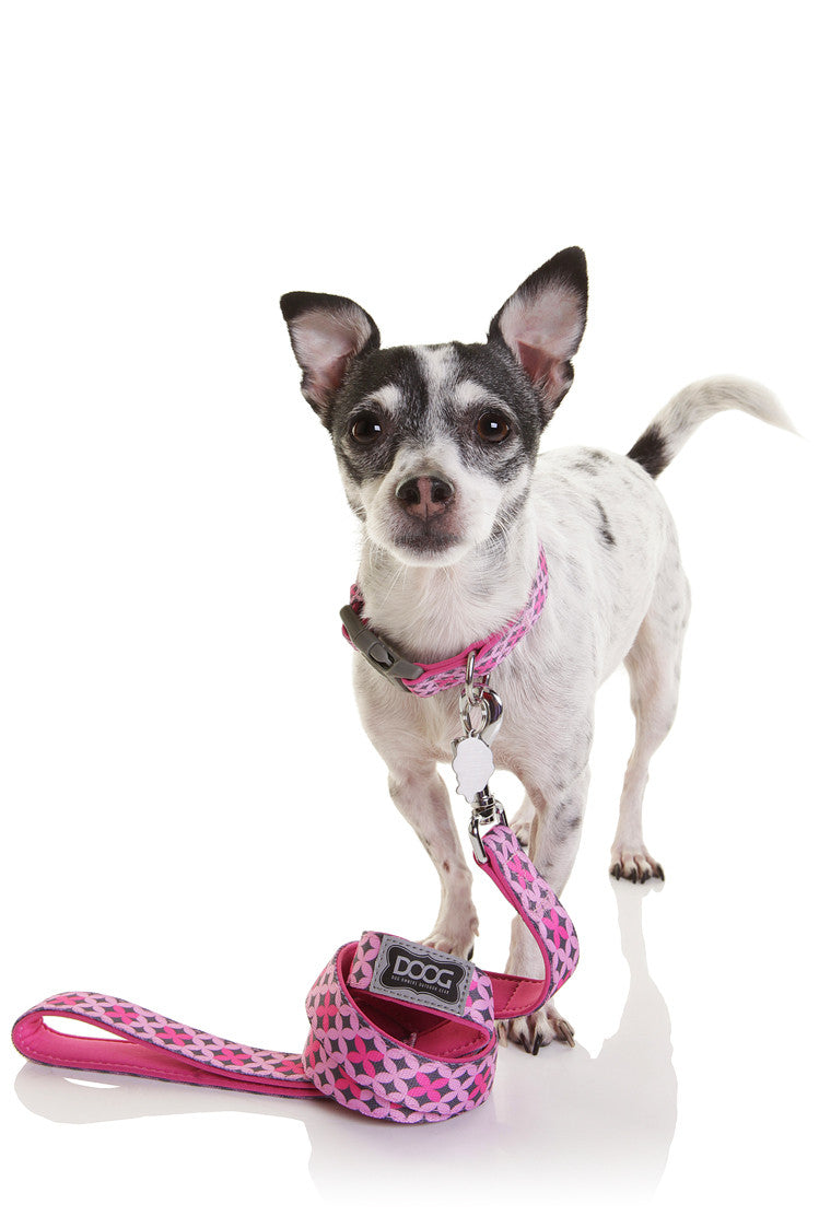 Neoprene Dog Leash - TOTO