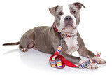 Neoprene Dog Leash - SCOOBY