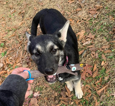 The STICK Family Fetch Toys