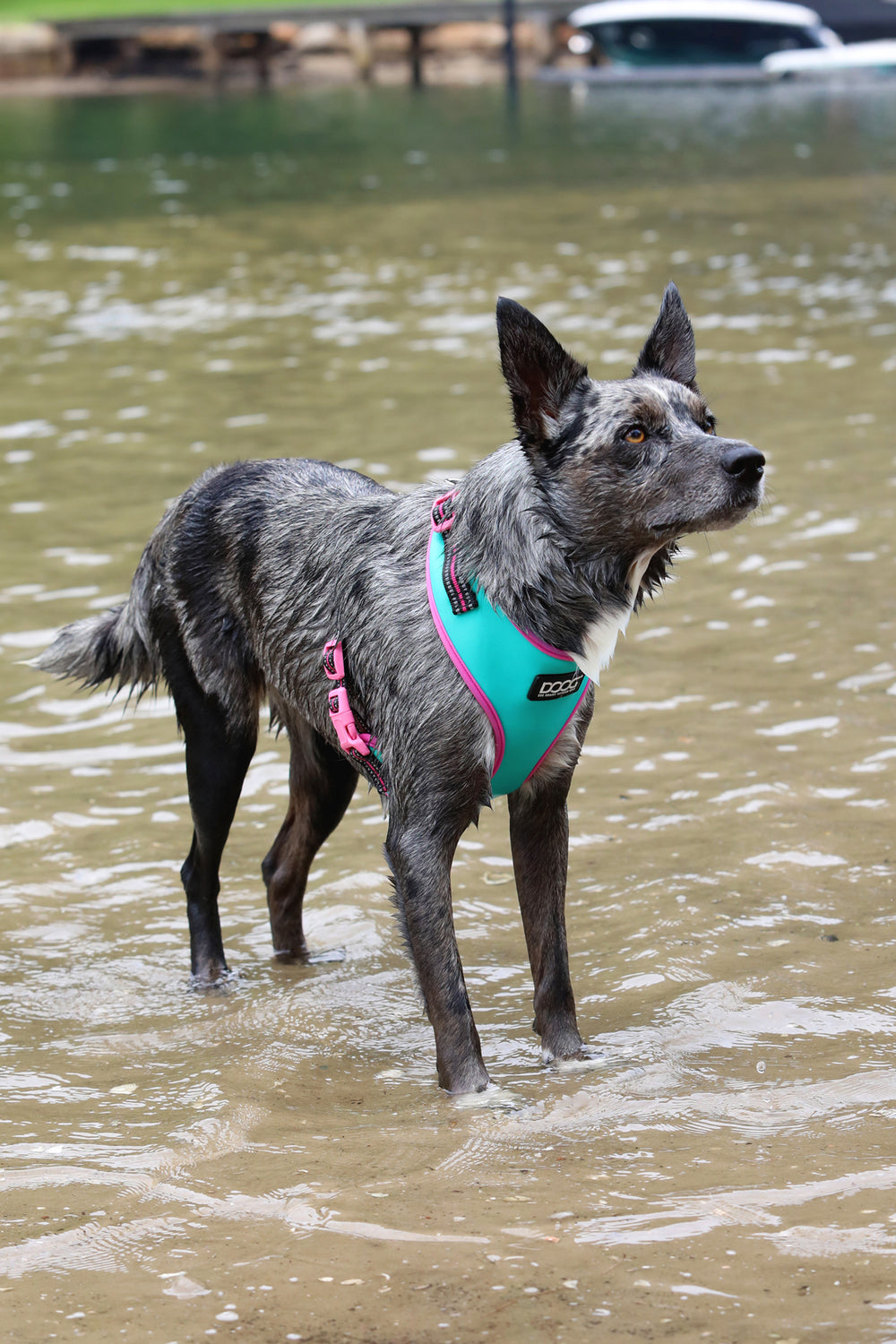 Neoflex Soft Harness - RIN TIN TIN (NEON)