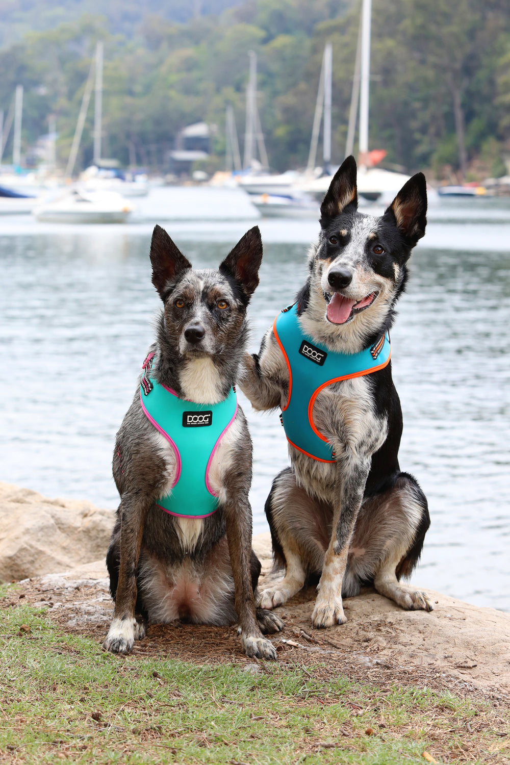 Neoflex Soft Harness - BEETHOVEN (NEON)