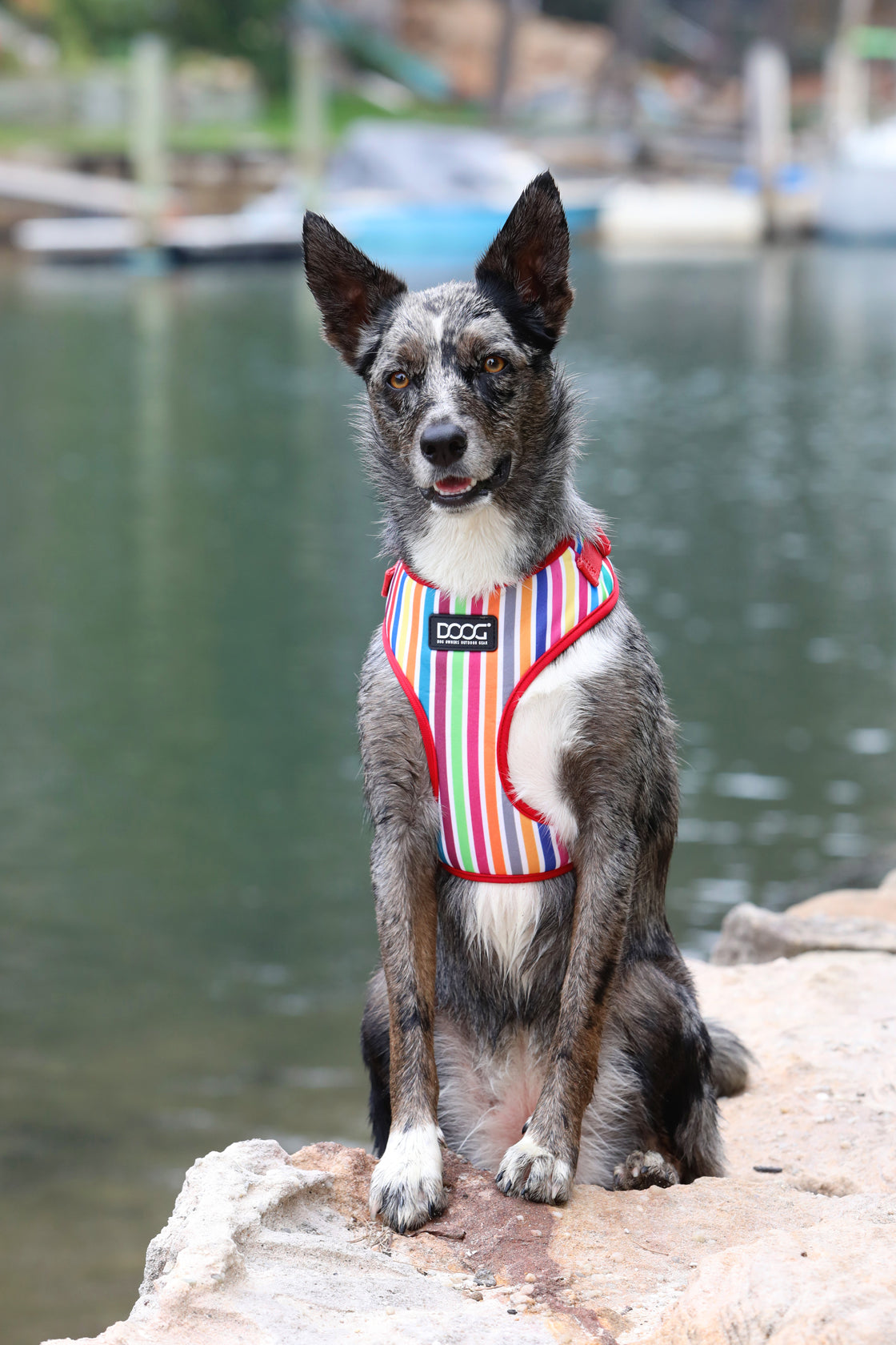 Neoflex Soft Harness - SCOOBY