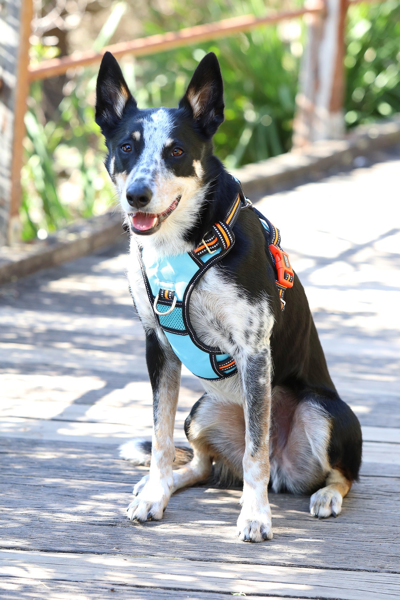 Neotech Control Harness - (Neon High Vis) Beethoven