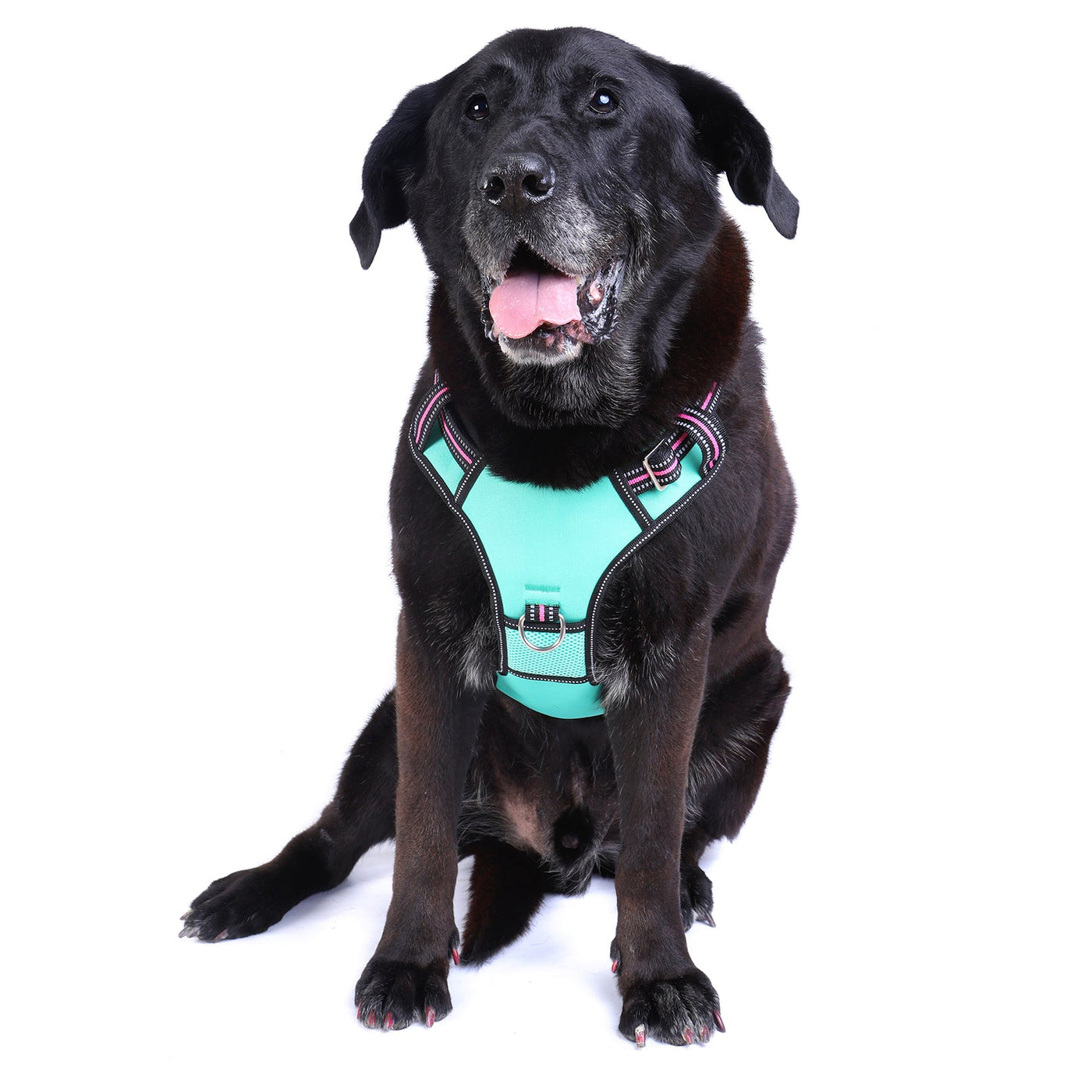 Neotech Control Harness - (Neon High Vis) Rin Tin Tin