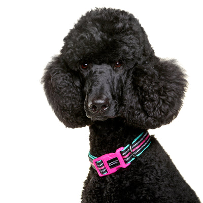 Neoprene Dog Collar - RIN TIN TIN (NEON)