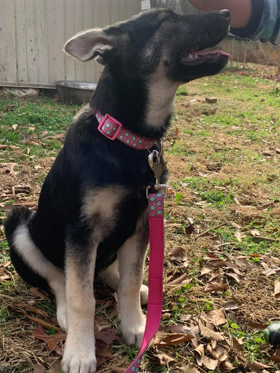 Collar -Neoprene -LUNA