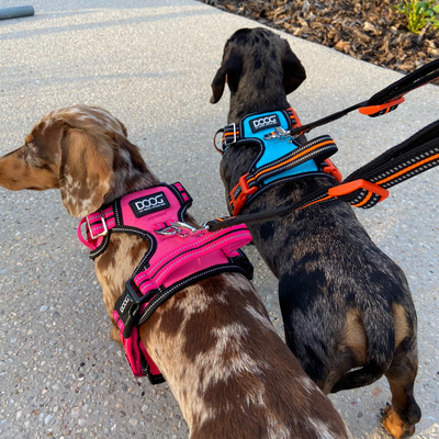 Neotech Control Harness - (Neon High Vis) Beethoven