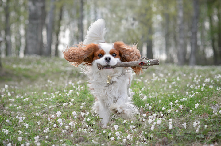 Stick Family Toys - Twiggy (Wife)